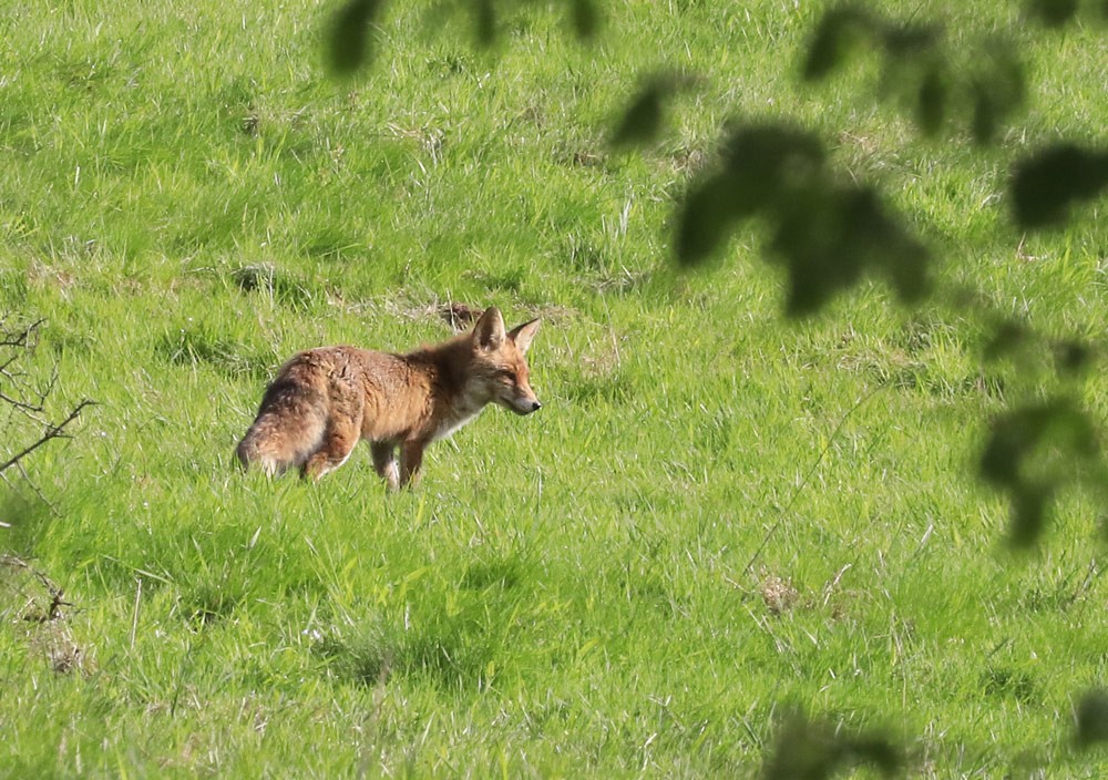 Renard roux